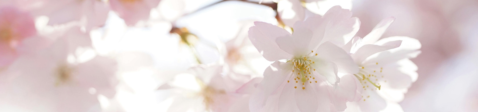 Smalle header banner prijslijst